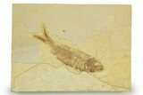 Detailed Fossil Fish (Knightia) - Wyoming #369393-1